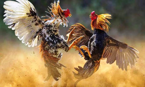 Situs Daftar Judi Taruhan Sabung Ayam Terpercaya 2023
